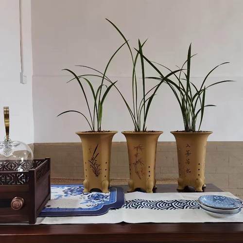 山野奇葩建兰四季兰名贵兰花仙山金燕素心奇花室内盆栽苗浓香好养 - 图1