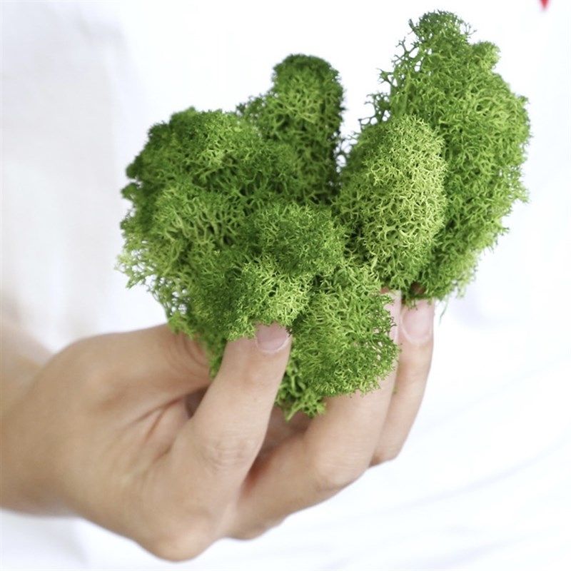 地衣仿真灌木丛兵人建筑沙盘场景观模型树草丛绿化地台模型荆棘团,淘宝优惠券,粉丝福利购,淘宝优惠卷