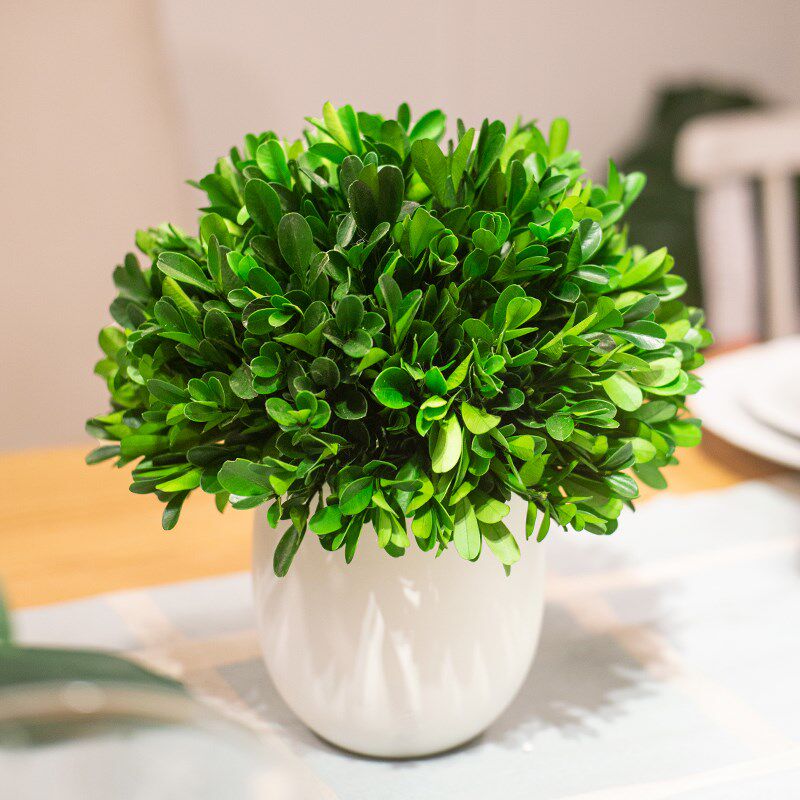 永生绿植室内盆栽小叶黄杨盆景客厅好养活四季植物客厅装饰品摆件 - 图3
