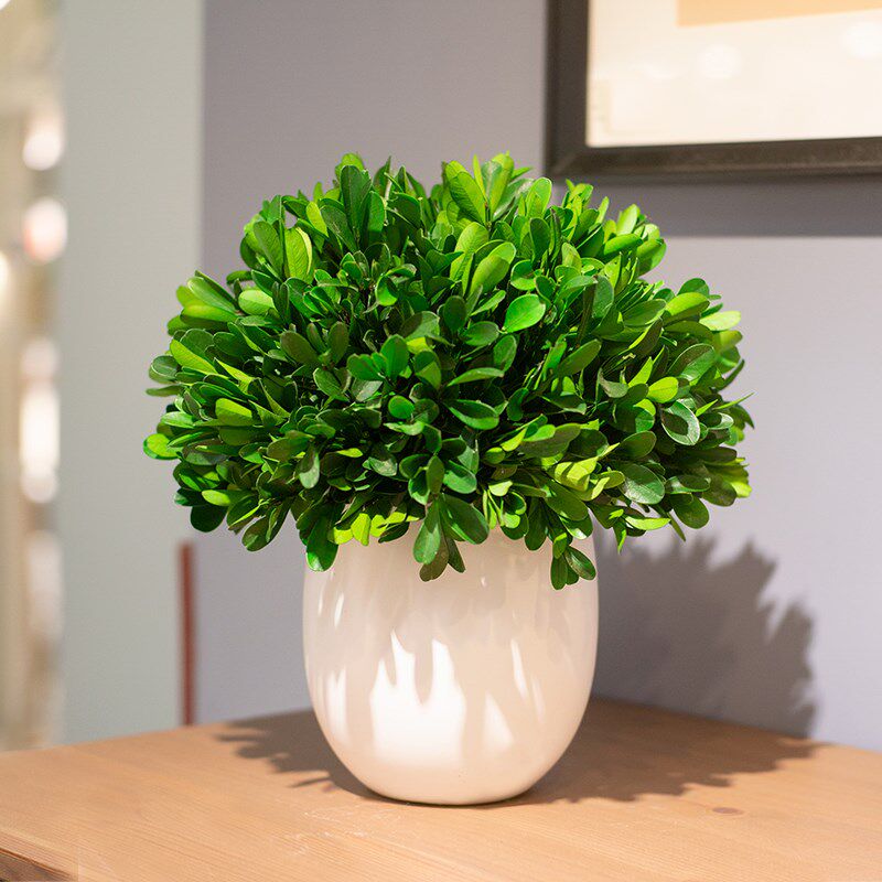 永生绿植室内盆栽小叶黄杨盆景客厅好养活四季植物客厅装饰品摆件 - 图1