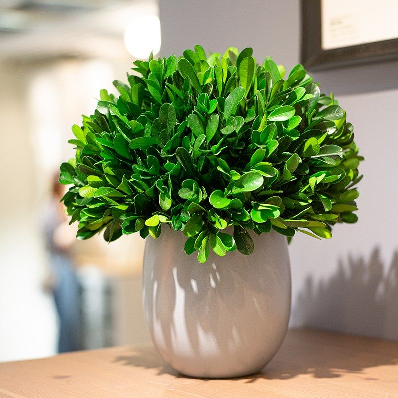 永生绿植室内盆栽小叶黄杨盆景客厅好养活四季植物客厅装饰品摆件 - 图0