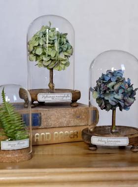 玻璃罩植物标本干花文艺复古家居摆件书架桌面陈列创意礼物科普