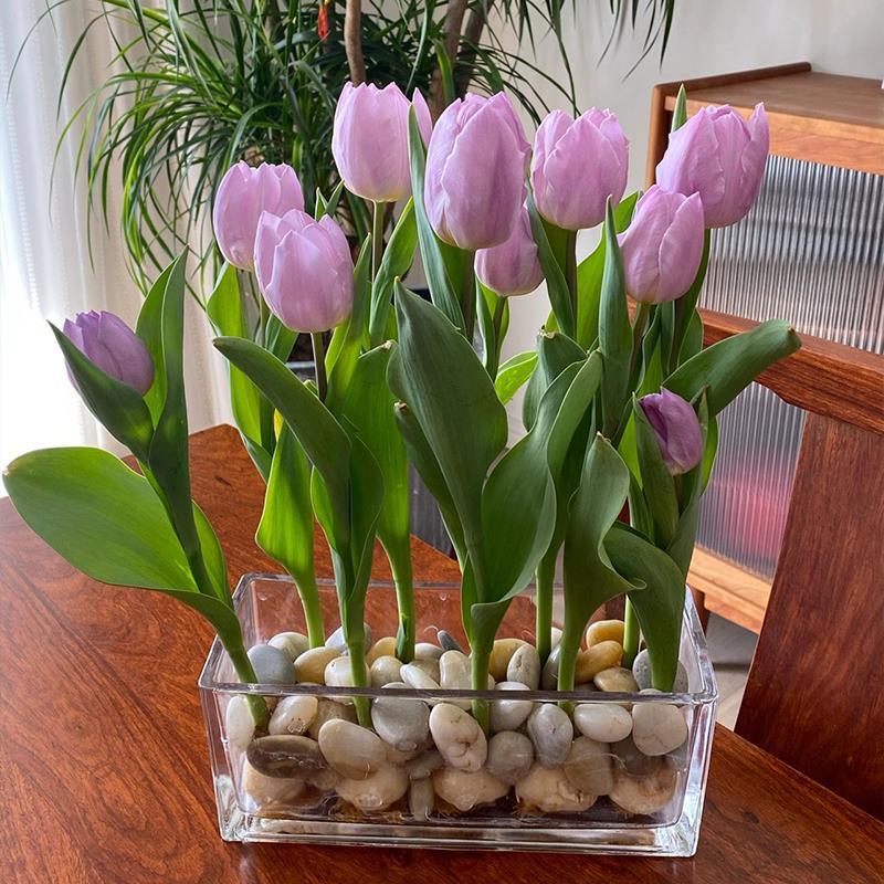 进口郁金香大种球5度球盆栽花卉水培土养耐寒室内外阳台鲜花植物 - 图1