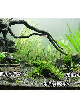 莫斯沉木鱼缸造景装饰莫斯树大三角垂泪莫斯天然活体真水草蕨类