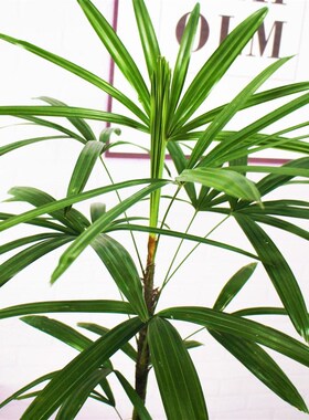 水培金山棕竹室内桌面绿植花卉观音竹四季常青发财竹好看办公室