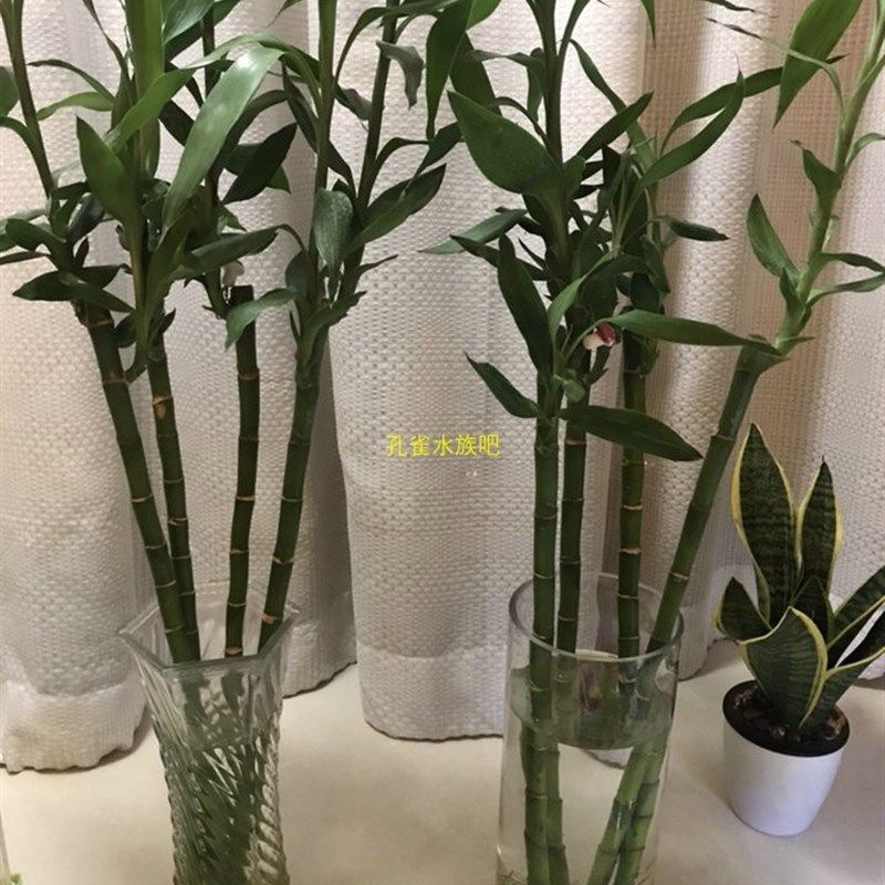 特大号透明圆柱形玻璃金鱼缸创意超白生态玻璃鱼缸水培花瓶包邮,淘宝优惠券,粉丝福利购,淘宝优惠卷