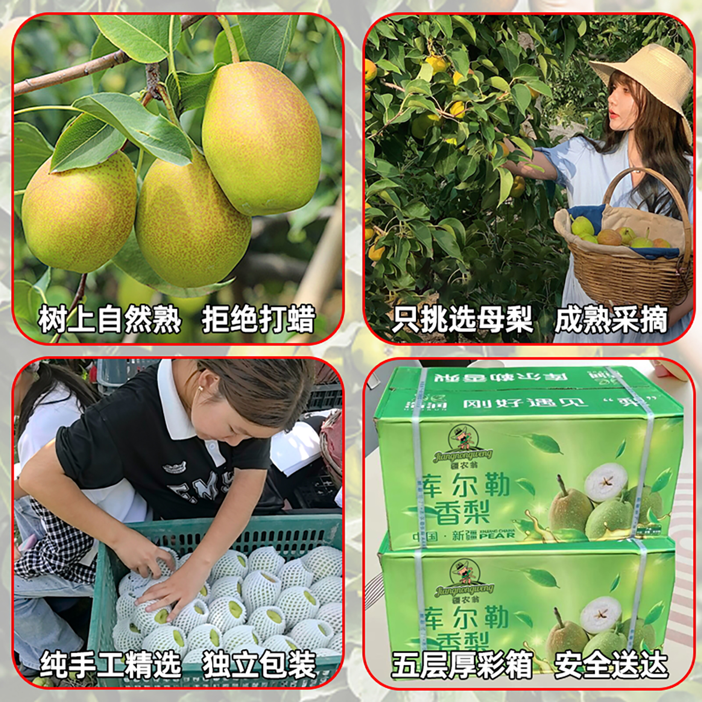 正宗新疆库尔勒香梨整箱10斤新鲜水果全母梨子官方旗舰店顺丰包邮 - 图2