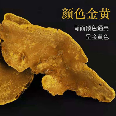 西藏桑树桑黄灵芝野生