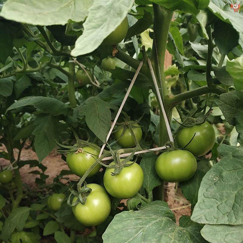 番茄吊秧绳奇异果果园蔬菜大棚葡萄固定绑枝绳圈弹力袜套吊穗绳,淘宝优惠券,粉丝福利购,淘宝优惠卷