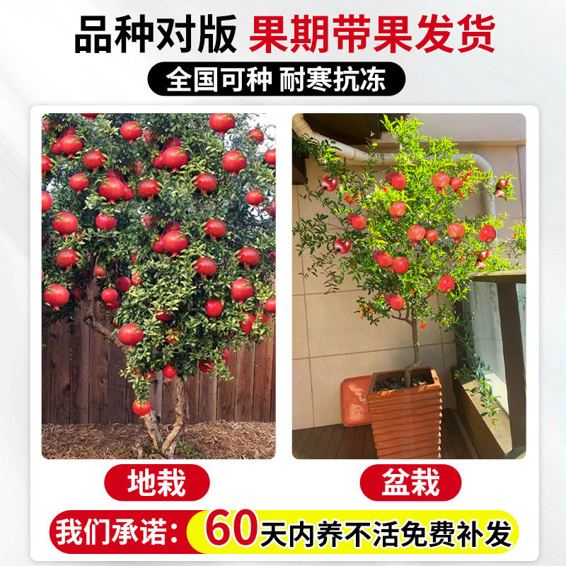 正宗石榴大苗大果突尼斯软籽石榴树庭院地栽无籽果树盆栽四季好养,淘宝优惠券,粉丝福利购,淘宝优惠卷