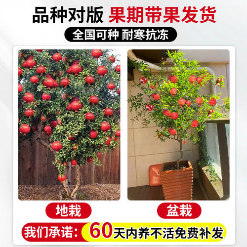 正宗石榴大苗大果突尼斯软籽石榴树庭院地栽无籽果树盆栽四季好养 - 图1