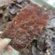 Xiangji Chaoshan beef jerky, raw cut and air-dried Chaoshan specialty, cooked food to satisfy your cravings, office casual snacks, ready to eat