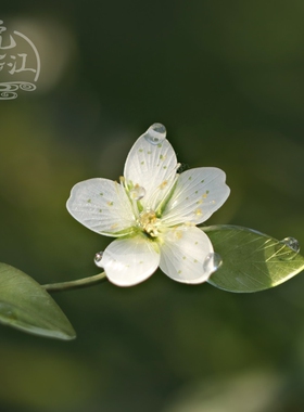 唐松草发梳 热缩花簪步摇仿玉簪子古风发饰汉服头饰日常发簪国风