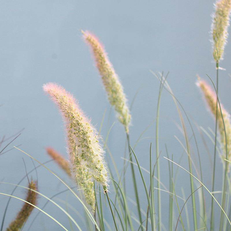 现货仿真绿植猫尾巴草盆栽室内植物造景景观橱窗装饰芦苇草假花束,淘宝优惠券,粉丝福利购,淘宝优惠卷