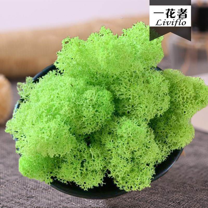 花者永生白发藓大灰藓块 微景观瓶DIY材料永生苔藓现货,淘宝优惠券,粉丝福利购,淘宝优惠卷