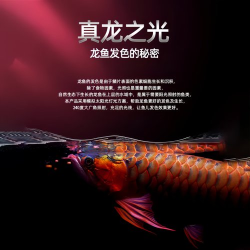 鱼缸灯led专用观赏照明节能RGB潜水增艳变色氛围高亮龙鱼神灯防水 - 图0