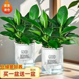細節圖