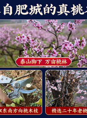 正宗桃木枝桃木老料桃木棍桃木剑桃树枝桃木挂件朱砂婴儿随身