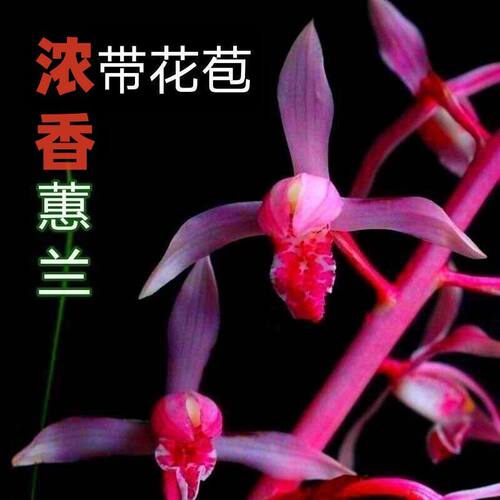 带花苞十大名贵兰花苗蕙兰【朱金大帝】室内外绿植花卉大全盆栽 - 图0