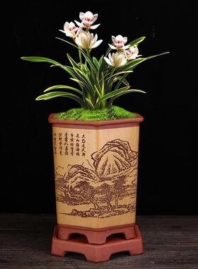 宜兴紫砂兰花盆创意陶瓷文竹君子兰蝴蝶兰蕙春兰园艺花卉绿植
