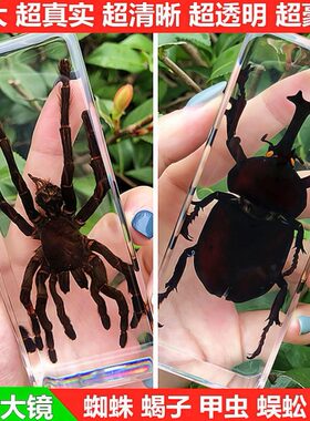 蜘蛛螳螂蜥蜴昆虫标本甲虫实天摆件牛甲真虫树脂琥珀真标本锹蝎子