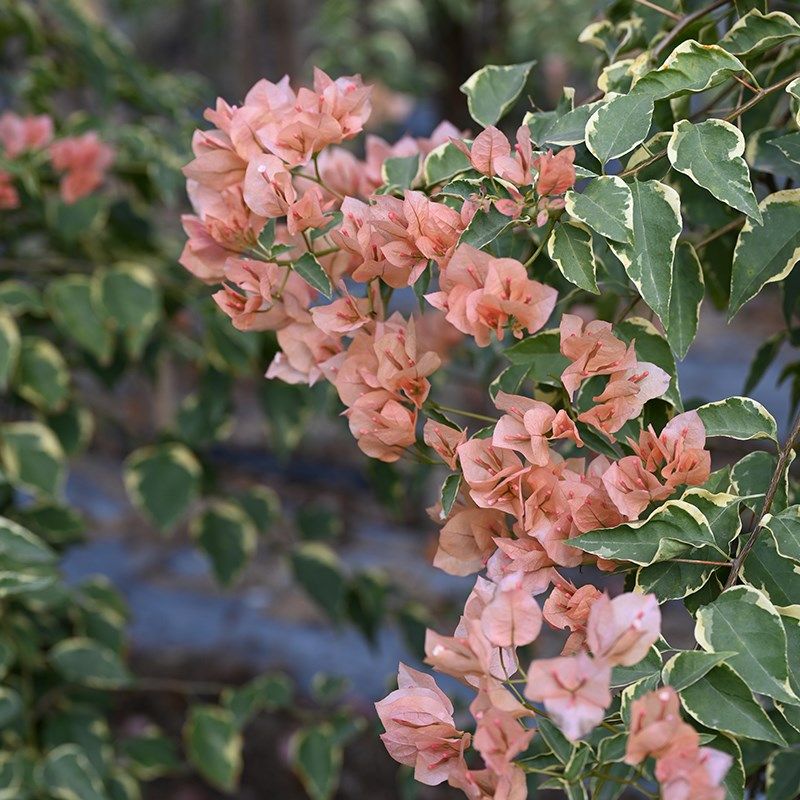 三角梅 马斯 马斯佩拉克扦插小苗庭院阳台,淘宝优惠券,粉丝福利购,淘宝优惠卷