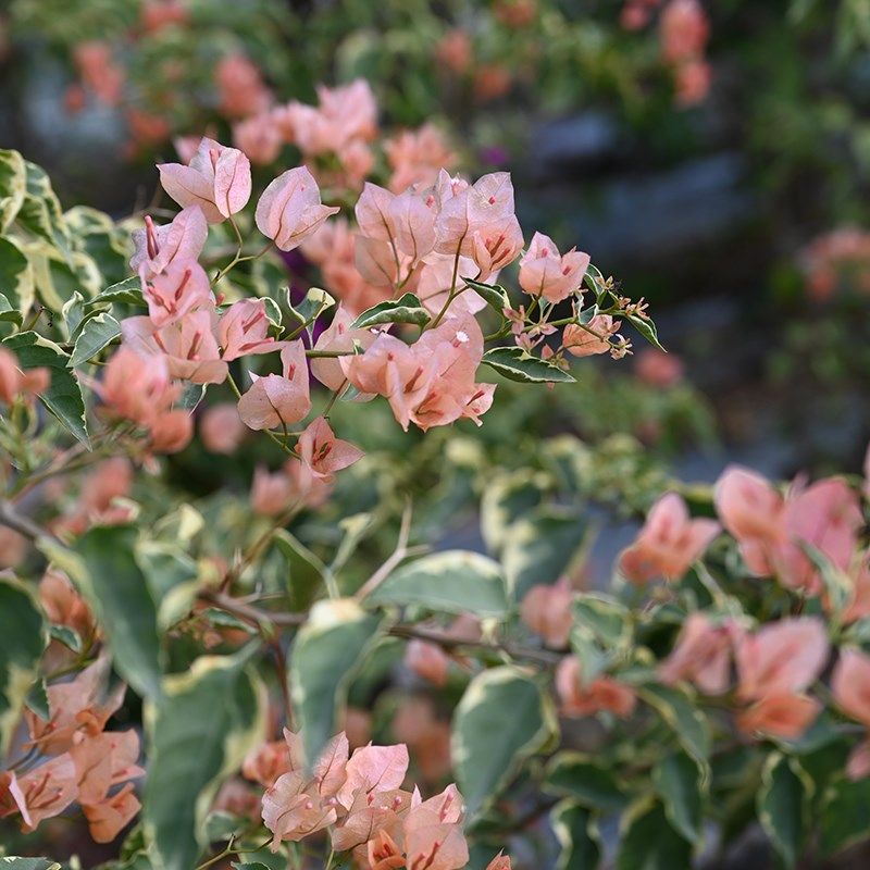 三角梅 马斯 马斯佩拉克扦插小苗庭院阳台,淘宝优惠券,粉丝福利购,淘宝优惠卷