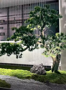 中式典雅仿真迎客松绿植景室内玄关楼梯下装饰仿真迎客松大型摇植