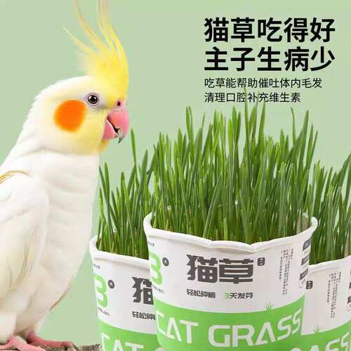 鹦鹉麦芽草粮大麦种子鹦鹉啃咬饲料鸟草盒零食促进消化解闷防啄毛 - 图1