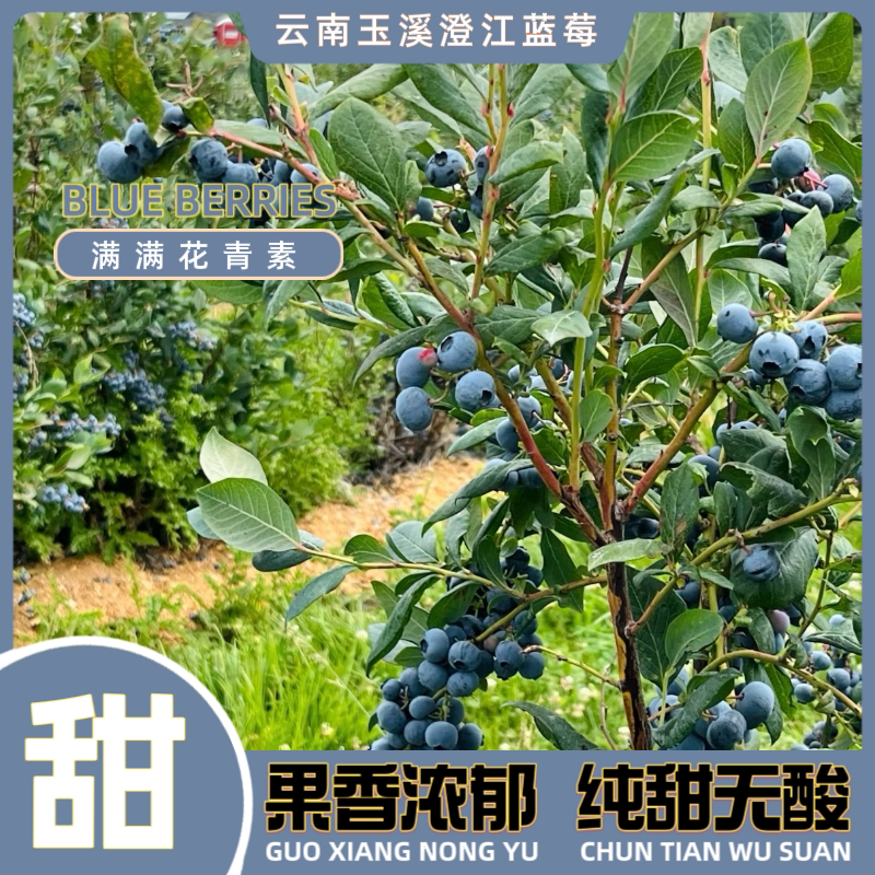 云南澄江抚仙湖蓝莓25号花香脆甜爆汁果王基地直发顺丰空运到家