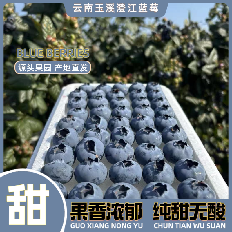 云南澄江抚仙湖蓝莓25号花香脆甜爆汁果王基地直发顺丰空运到家