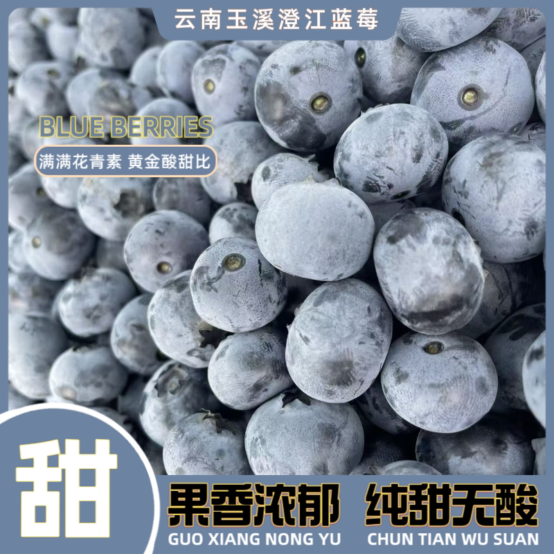 云南澄江抚仙湖蓝莓25号花香脆甜爆汁果王基地直发顺丰空运到家