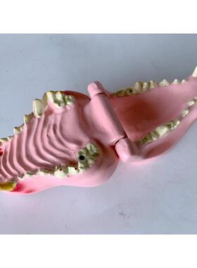 狗病理牙模型物犬牙齿模WGG型犬宠教学齿演示模型病变牙犬牙口腔