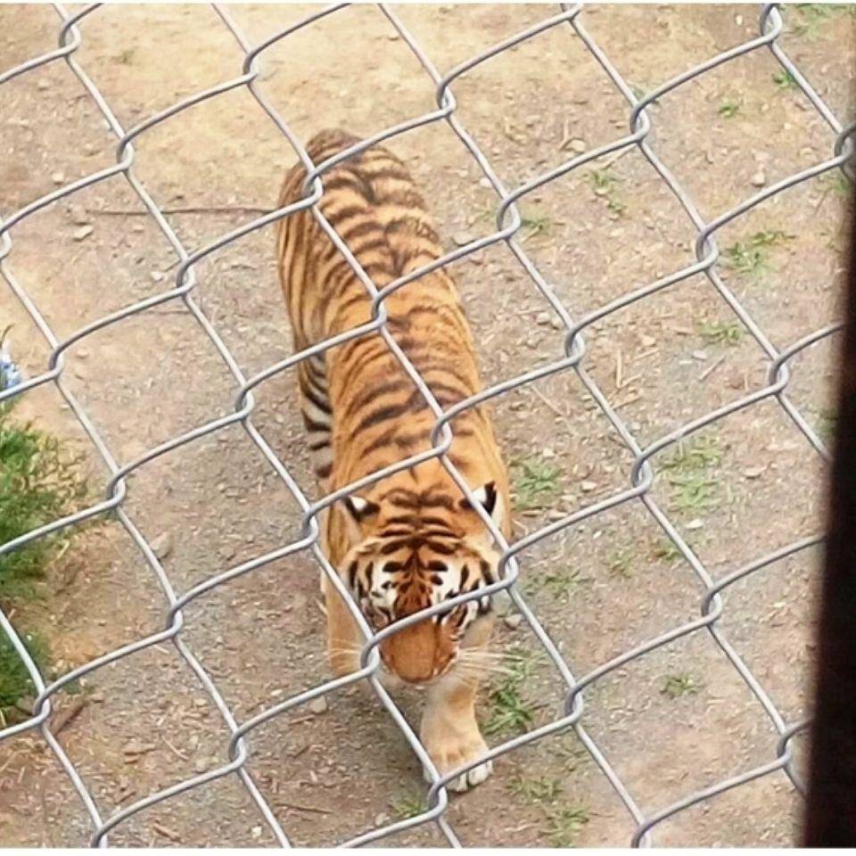 钢丝网铁丝网果勾花网网养鸡网牛羊殖围栏OSF网格镀养锌园防锈 - 图0