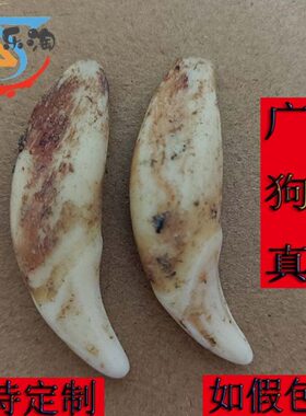 黑真狗牙齿正品裸牙打孔男女本命年小孩婴儿广西狗牙饰品平安挂件