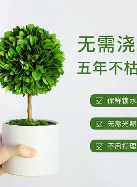 办公室位桌面绿摆植班上情绪稳定客厅旺宅植工物小件家居F9675S85