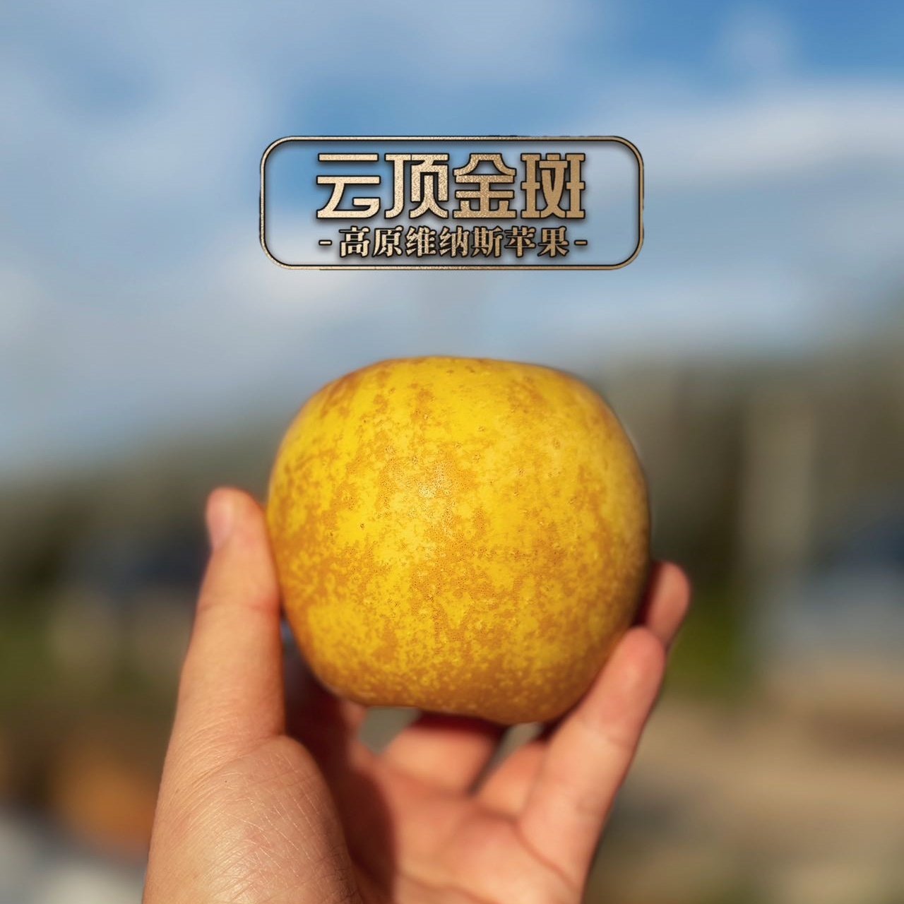 云南昭通高原维纳斯黄金苹果官方旗舰店严选新鲜水果礼盒顺丰直发,淘宝优惠券,粉丝福利购,淘宝优惠卷