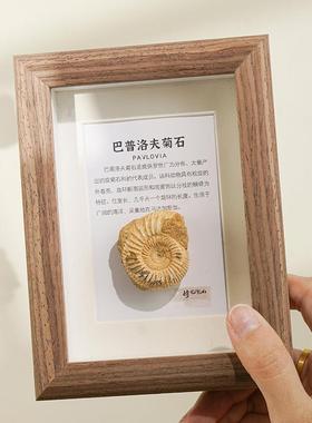 天然古生物化石相框玻璃原木挂画三叶虫菊石海洋动物桌面工艺品摆