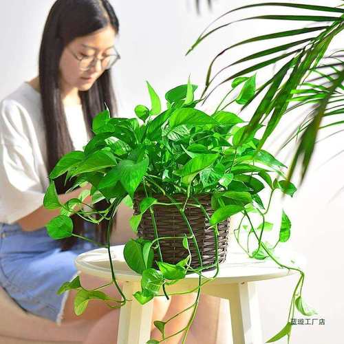 绿萝藤编盆栽植物花卉室内花盆水培净化空气套装吊兰好养客厅观叶 - 图0