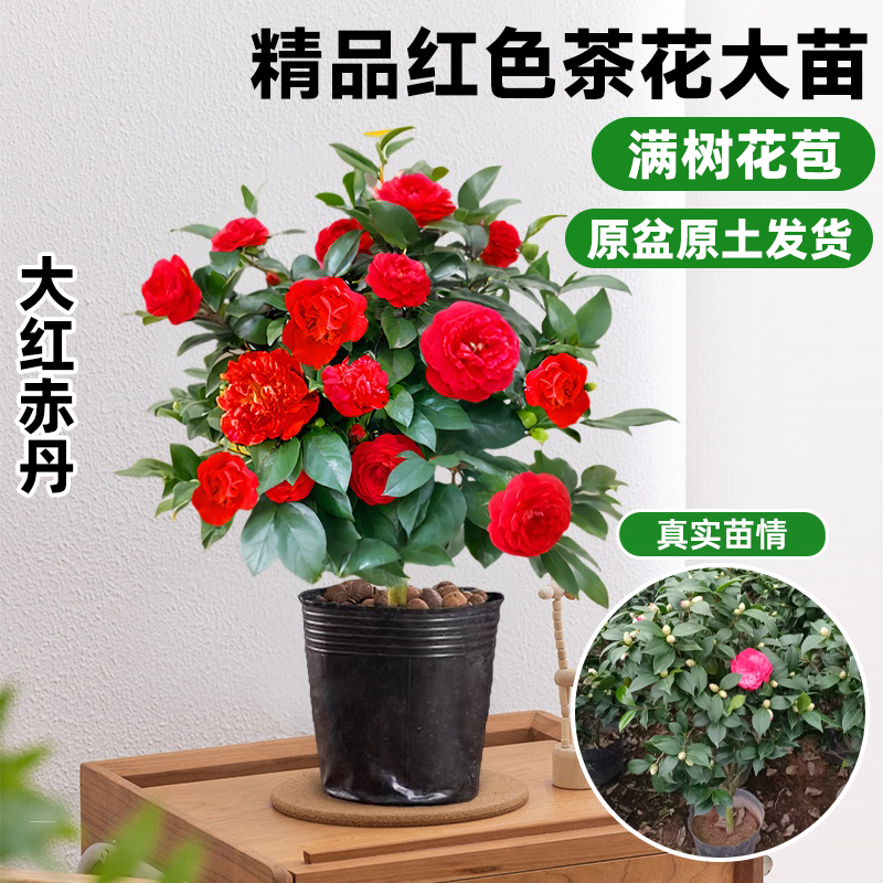 茶花树苗盆栽香妃好养活四季山茶花大红赤丹室内外阳台耐寒绿植物,淘宝优惠券,粉丝福利购,淘宝优惠卷