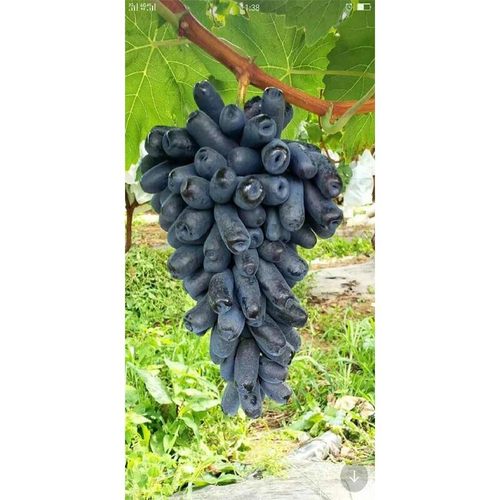 嫁接阳光玫瑰浪漫红颜葡之梦蓝宝石美人指金手指巨峰葡萄盆栽果树 - 图0