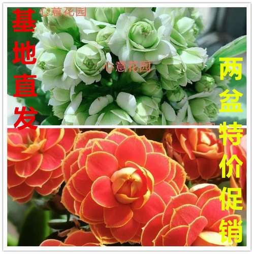 长寿花绿巴黎重瓣大花盆栽植物清仓室内桌面阳台四季开花带花苞 - 图2