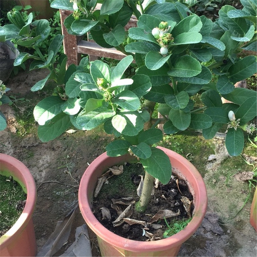 佛手柑盆栽带叶金华佛手树苗瓜苗盆景可食用植物阳台庭院花卉绿植 - 图2
