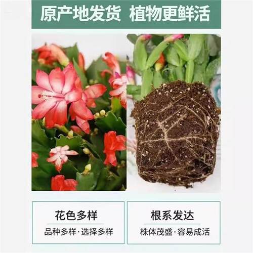 蟹爪兰盆栽带花苞开花多肉绿植物好养嫁接蟹爪莲室内花卉客厅四季 - 图1