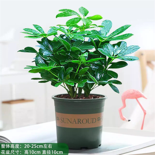 八方来财四季常青鸭脚木室内阳台桌面绿植盆栽花卉发财树苗招旺财 - 图2