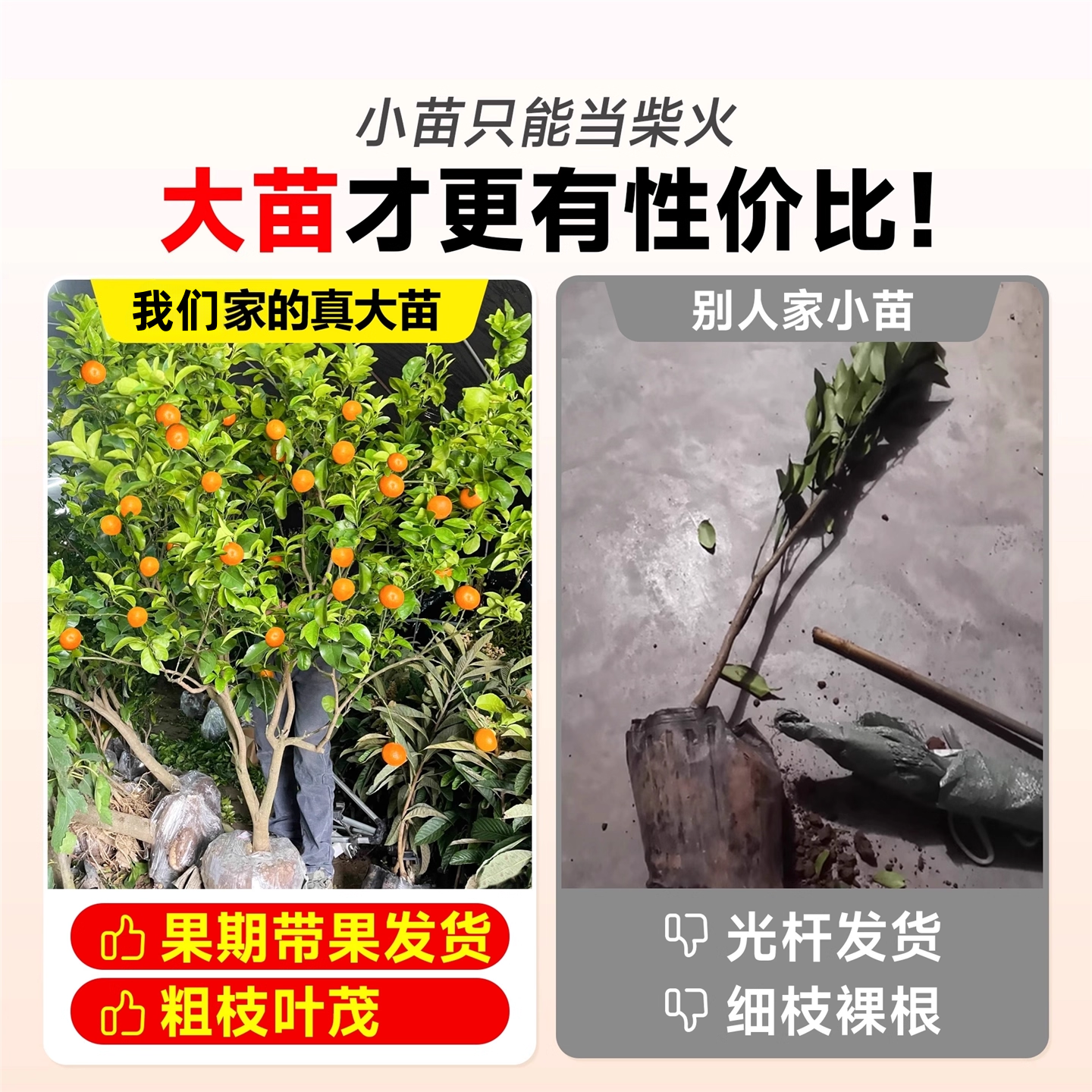 易栽好养沙糖桔树苗地栽盆栽种植橘子树苗柑桔果树果苗嫁接砂糖橘,淘宝优惠券,粉丝福利购,淘宝优惠卷