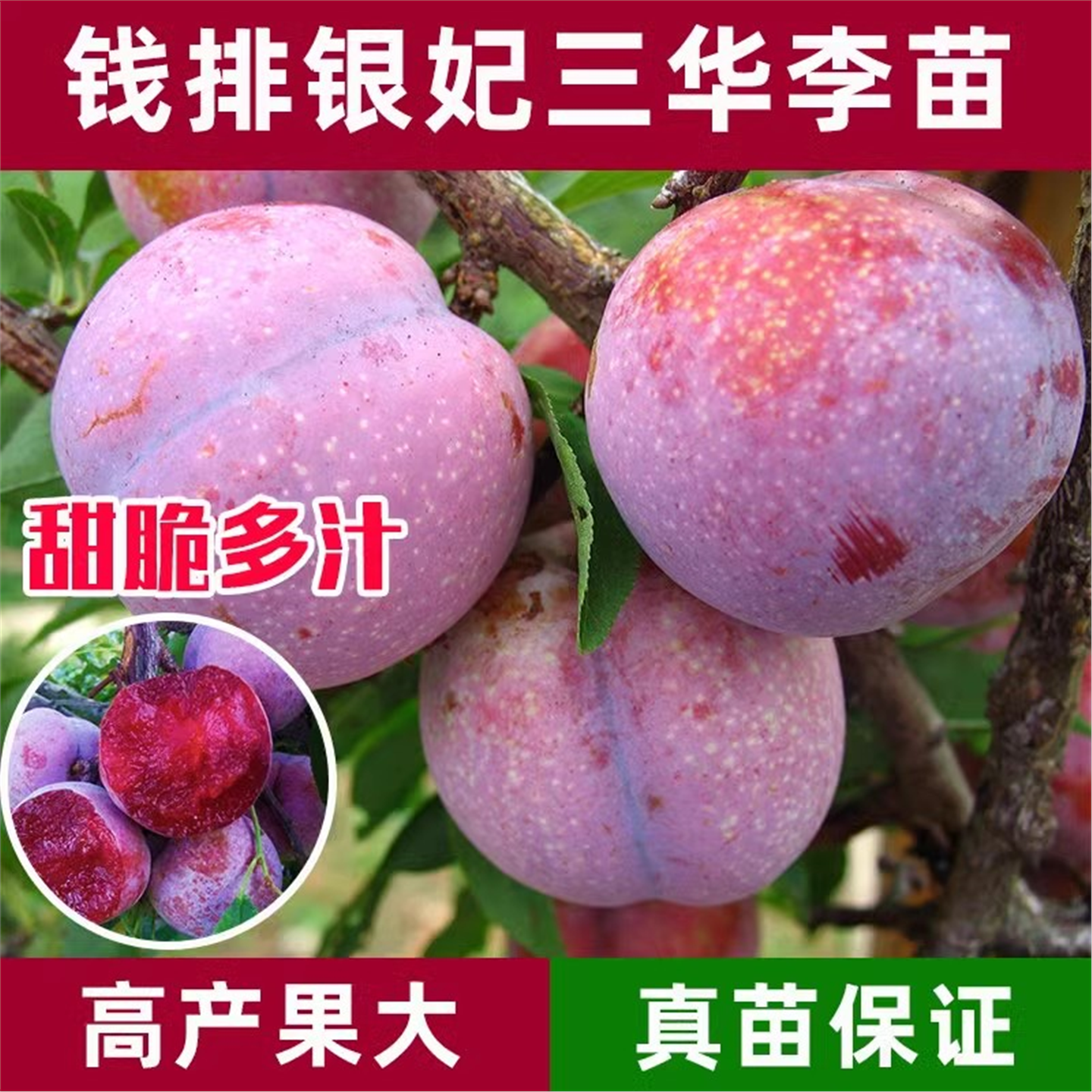 三华李子树苗红心新品种特大嫁接蜂糖李北南方种植水果树果苗大全,淘宝优惠券,粉丝福利购,淘宝优惠卷