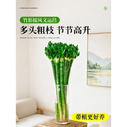 文昌竹龙竹金榜题名发财竹富贵竹客厅水培植物室内绿植盆栽好养活 - 图2