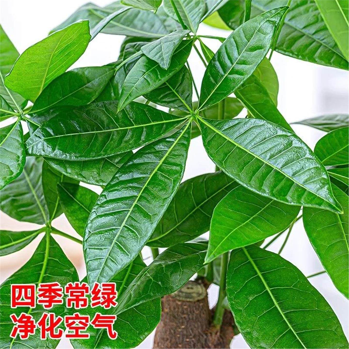 发财树盆栽绿植物办公室内客厅小盆景好养净化空气四季常青招财,淘宝优惠券,粉丝福利购,淘宝优惠卷