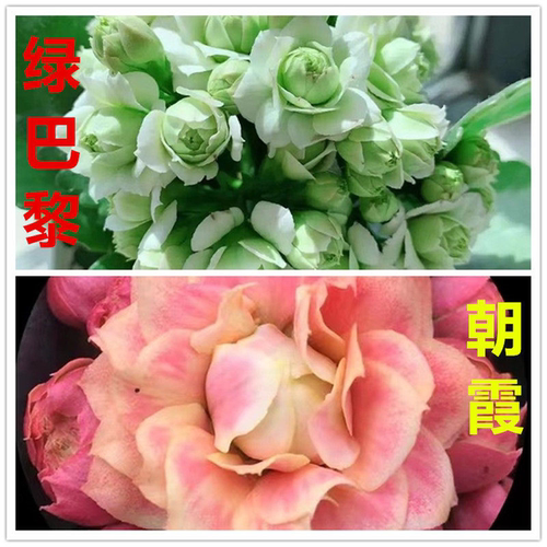 长寿花绿巴黎重瓣大花盆栽植物清仓室内桌面阳台四季开花带花苞 - 图1